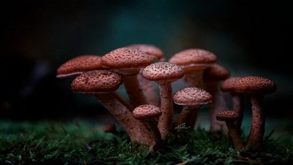 What Are Magic Mushrooms and Their Uses
