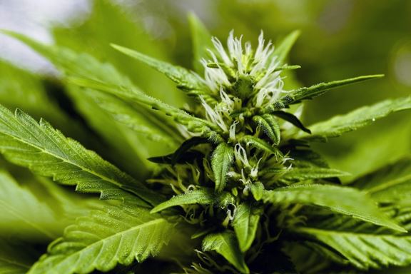 Marijuana's Legalized