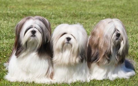 Are You Familiar With The Lhasa Apso Dog Breeds
