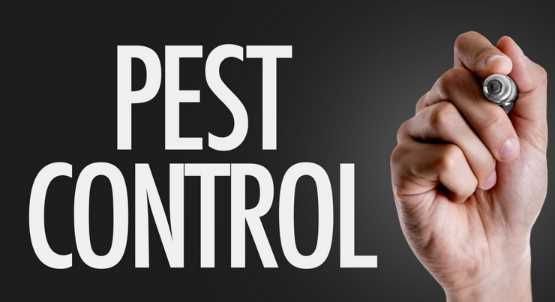 Pest Control: Attributes of Top Pest Control Companies