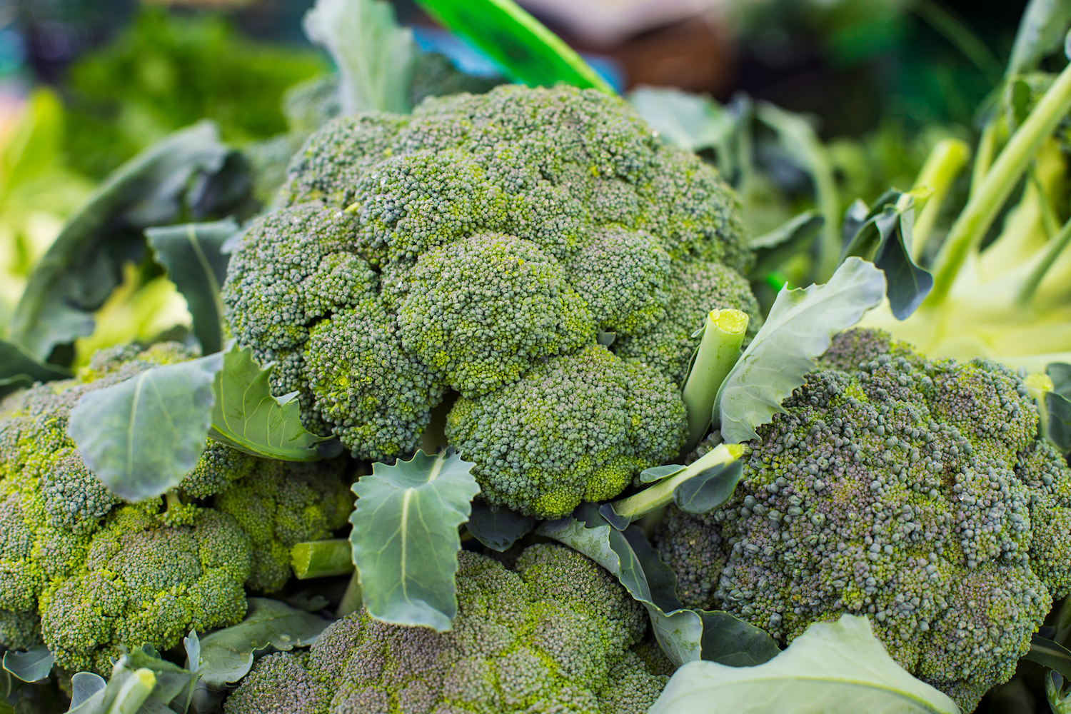 Health Benefits Of Consuming Broccoli Extract Supplement