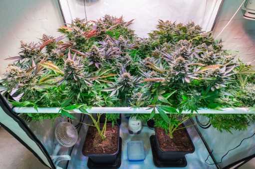 3 Tips For Growing Cannabis Indoors