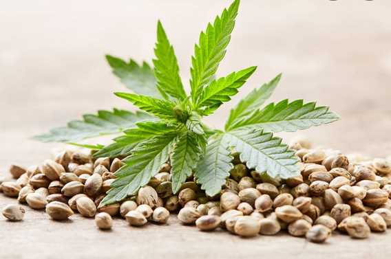 What’s the Procedure for Ordering Cannabis Seeds Online?