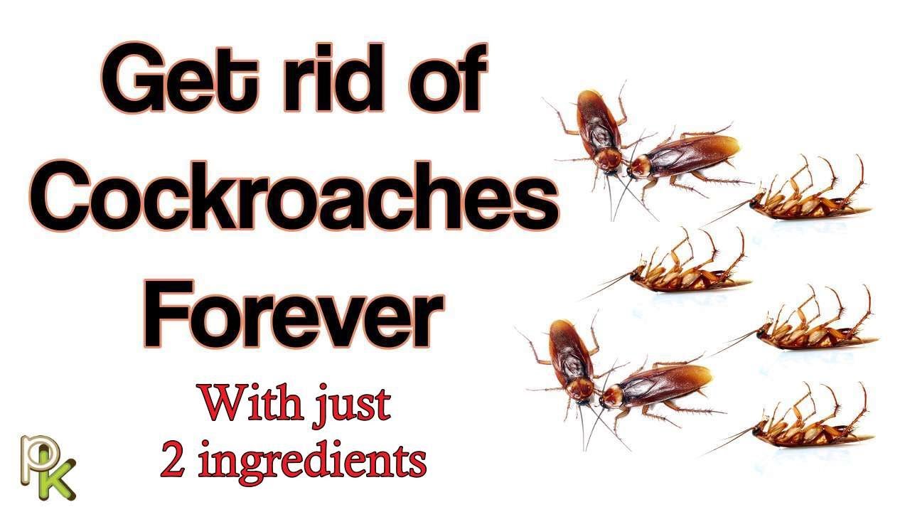 4 Tips To Keep Cockroaches Out Of Your Apartment