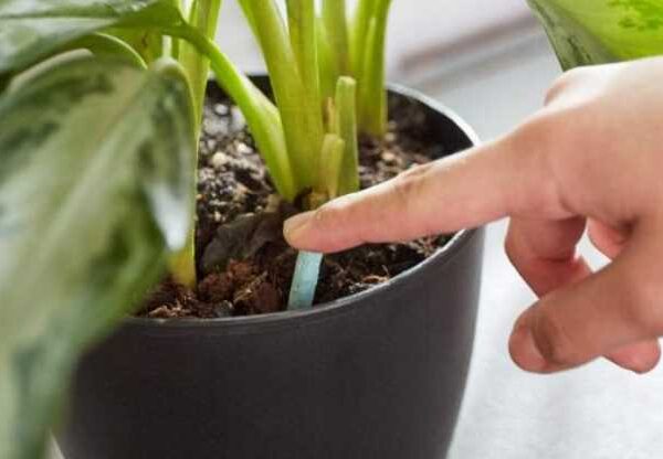 7 Reasons Your Potted Plants Aren’t Growing