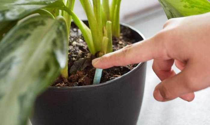 Getting to the Root of the Problem: 7 Reasons Your Potted Plants Aren’t Growing