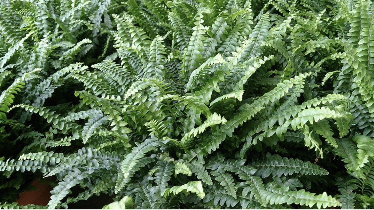 How to Grow Outdoor Ferns in Your Garden