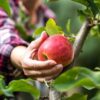5 Expert Tips For A Successful Fruit Farm