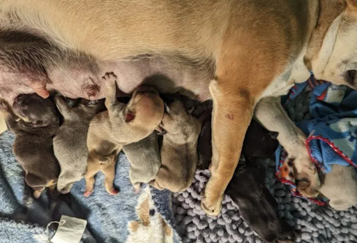 Five Reasons to Consider Adopting a French Bulldog Litter