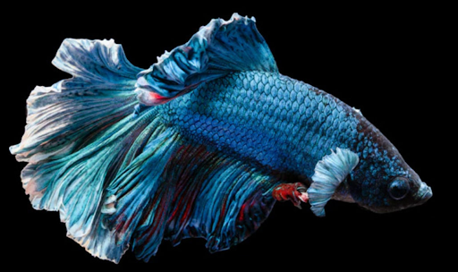 How Do I Identify Poor Betta Fish Food For My Betta Fish And Avoid It?