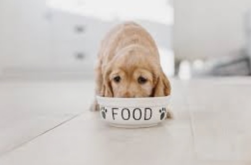 How to Choose the Right Puppy Dog Food for Your Dog's Breed
