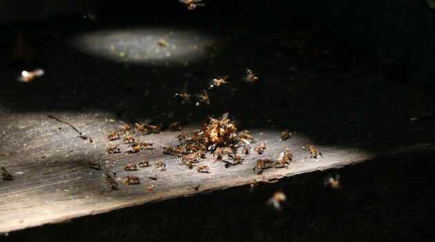 How to Keep Your Home Pest-Free